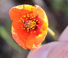 Papaver pinnatifidum, photograph (c) Daniel Heras González, some rights reserved (CC BY)
