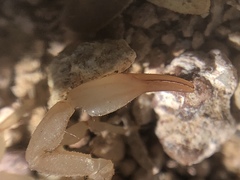 Kochius hirsuticauda