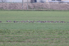 Anser albifrons albifrons