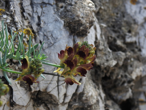 Melancholy Toadflax (Linaria tristis)