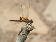 Urothemis assignata
