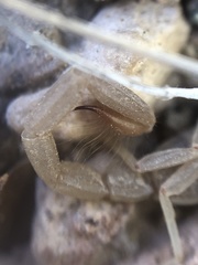 Kochius hirsuticauda