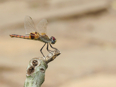 Urothemis assignata