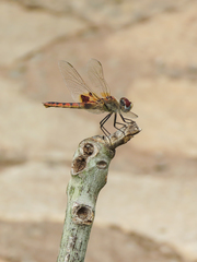 Urothemis assignata