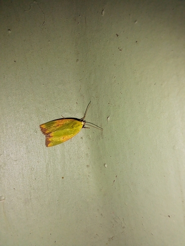 Cotton Green Moth