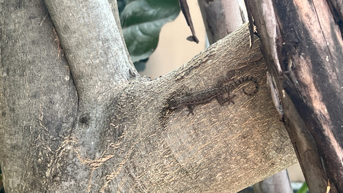 Asian House Gecko