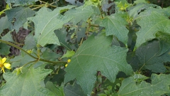 Rumfordia exauriculata