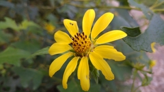 Rumfordia exauriculata