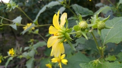 Rumfordia exauriculata