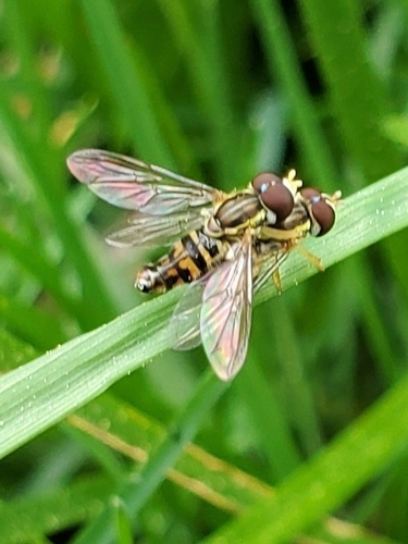 Unknown species found near Karns, TN 37921, USA