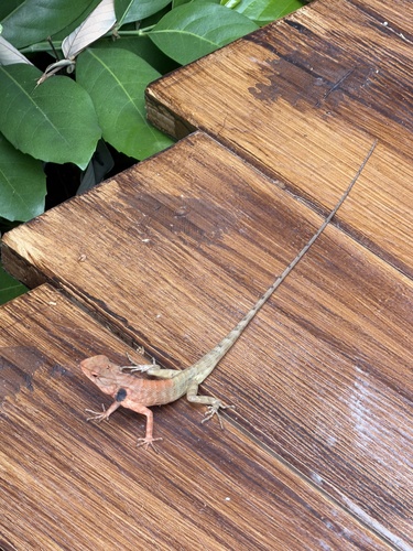 Thai Garden Lizard, เกาะภูเก็ต, อ.ถลาง, Провинция Пхукет, TH, photo 3 of 10