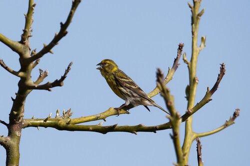 European Serin