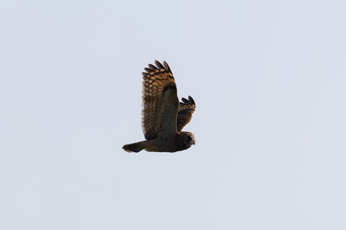 iNaturalist image