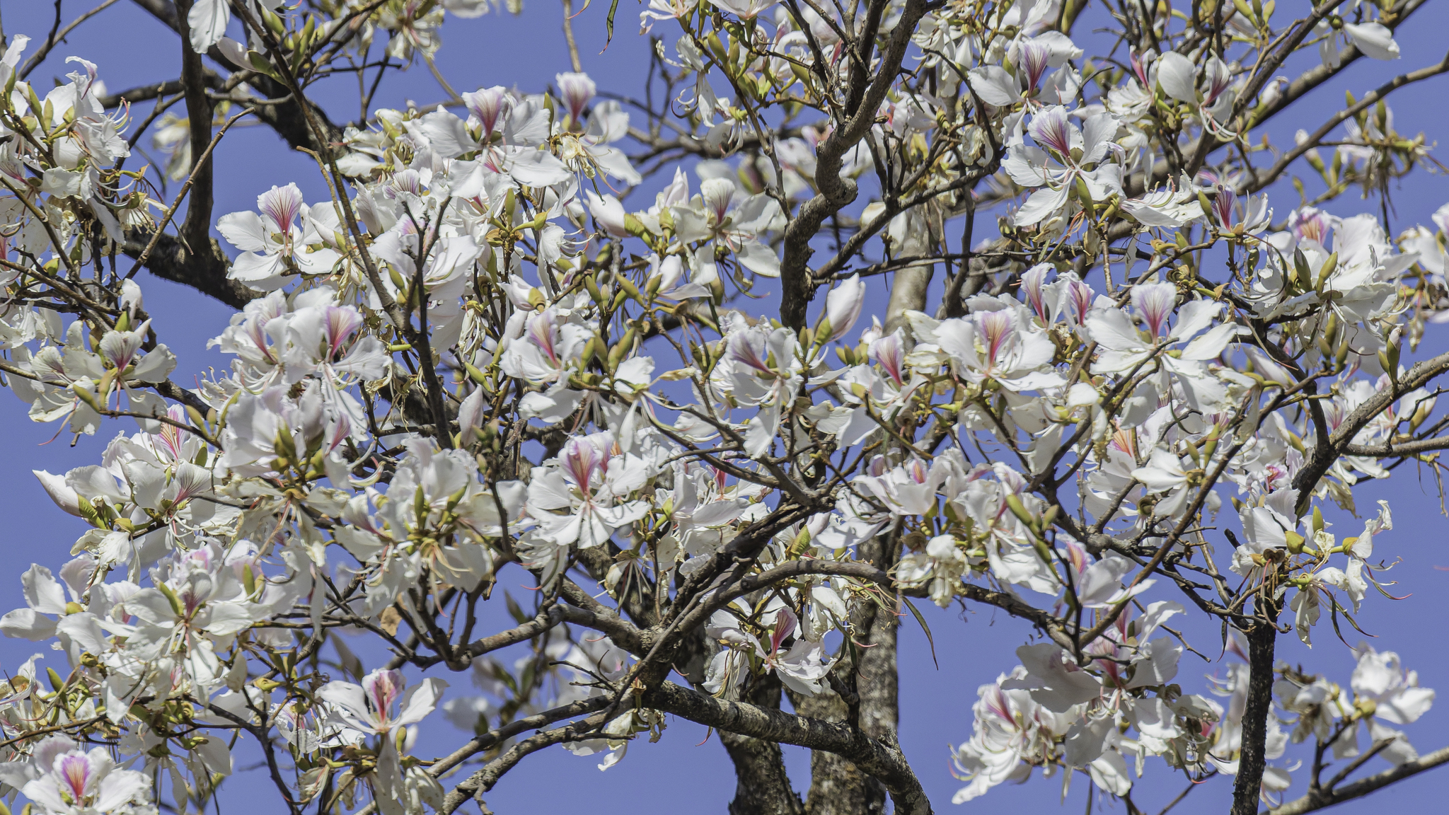 Orchid Tree (Bauhinia variegata)