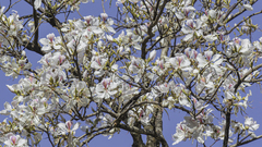 Arbre Orchidée (Bauhinia variegata)