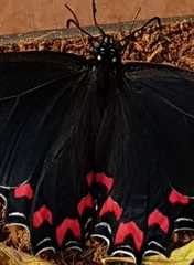 Mimoides thymbraeus aconophos