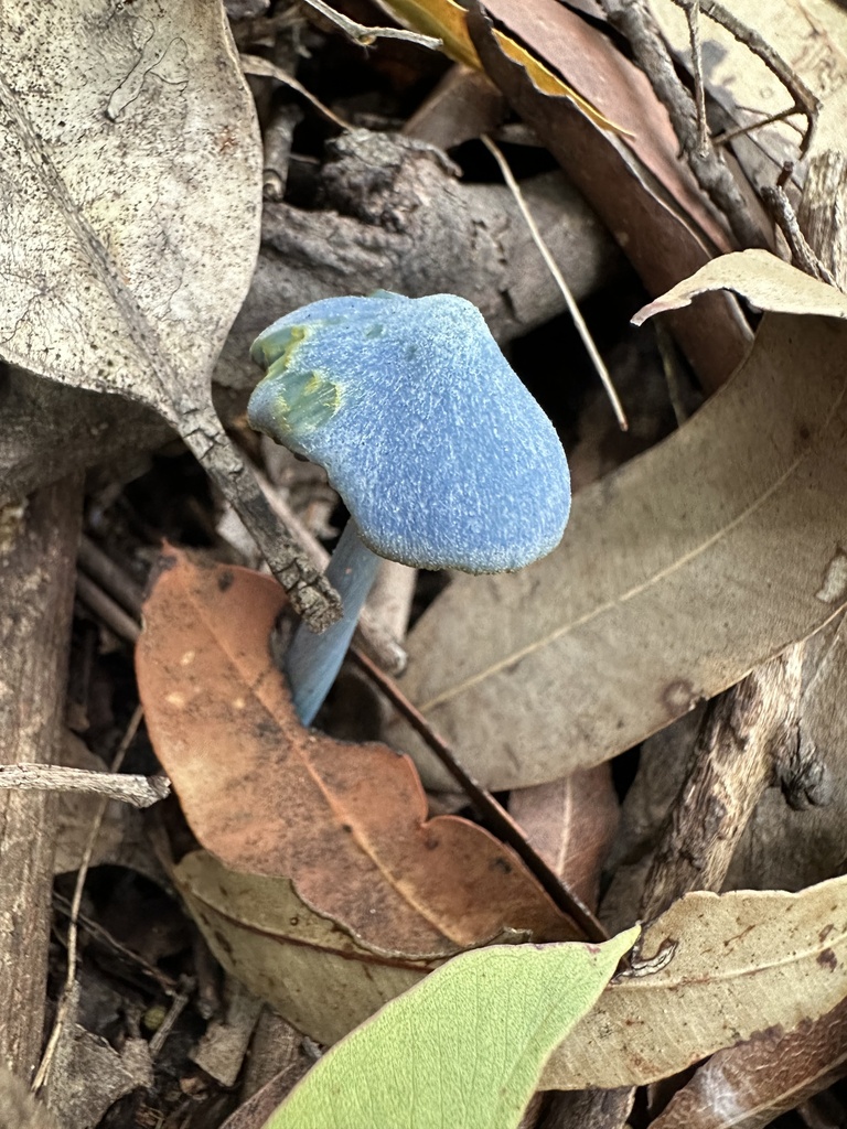 Entoloma virescens · March 2026 · photo: © prossington (iNaturalist, cc-by)