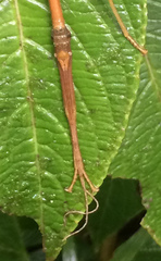 Lamponius portoricensis