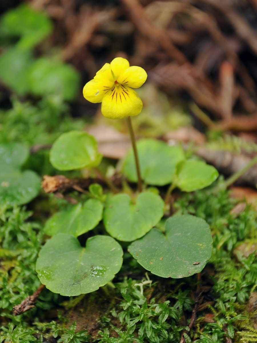 Viola sempervirens