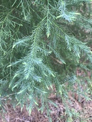 Juniperus chinensis
