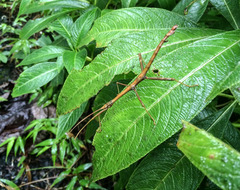 Lamponius portoricensis