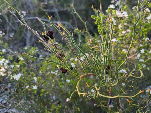 Leafless Bitter-pea (Daviesia brevifolia)