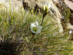 Gentianella vernicosa