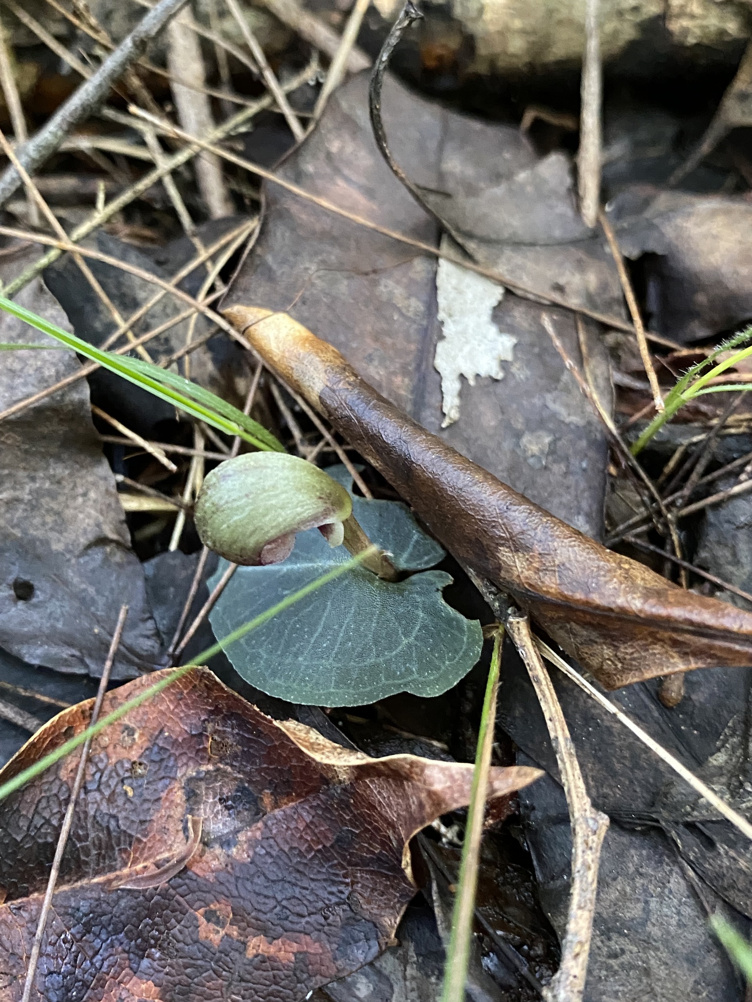 Imagem de Corybas aconitiflorus