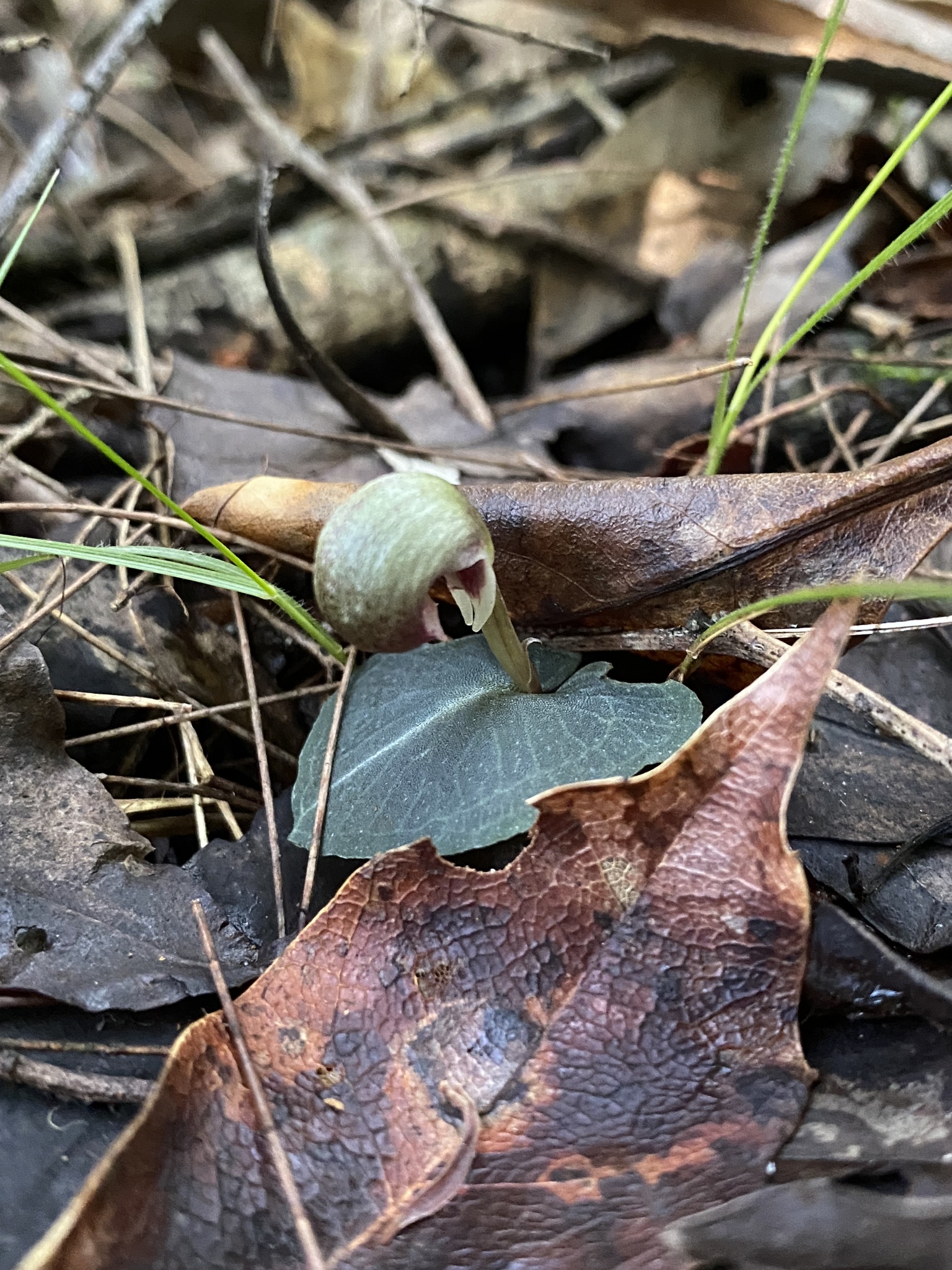 Imagem de Corybas aconitiflorus