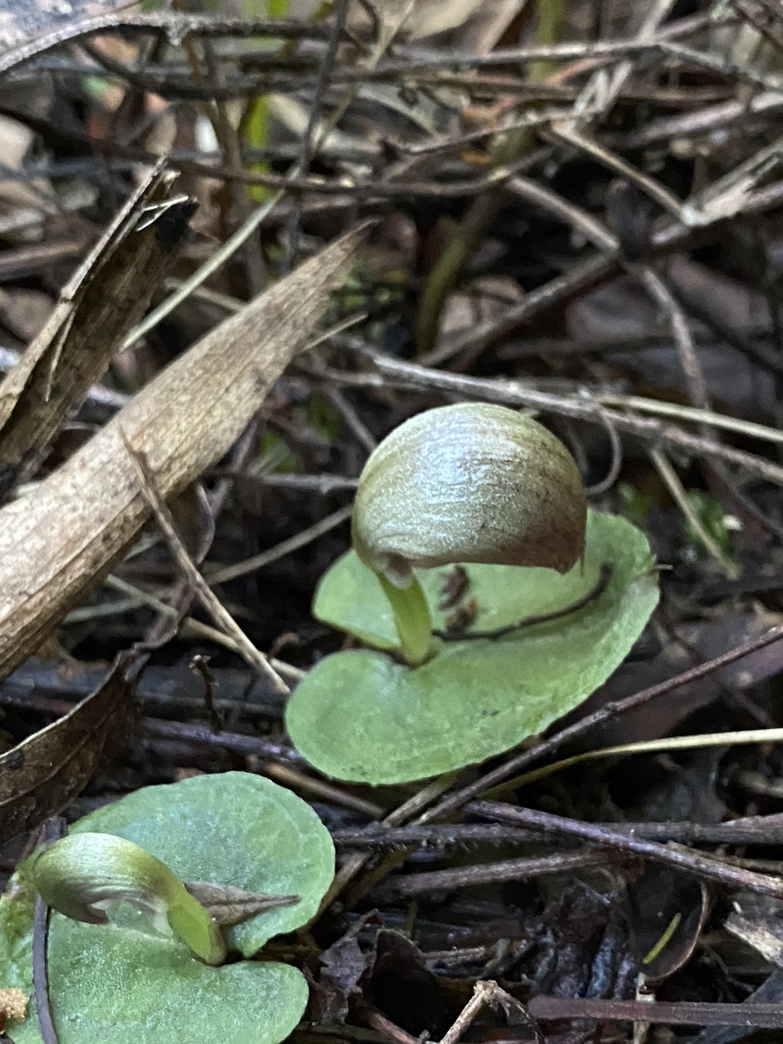 Imagem de Corybas aconitiflorus