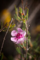 Verticordia picta, photograph (c) Cal Wood, some rights reserved (CC BY)
