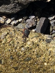 Pachygrapsus crassipes