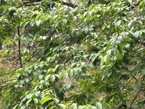 White-bellied Green Pigeon (Treron sieboldii)