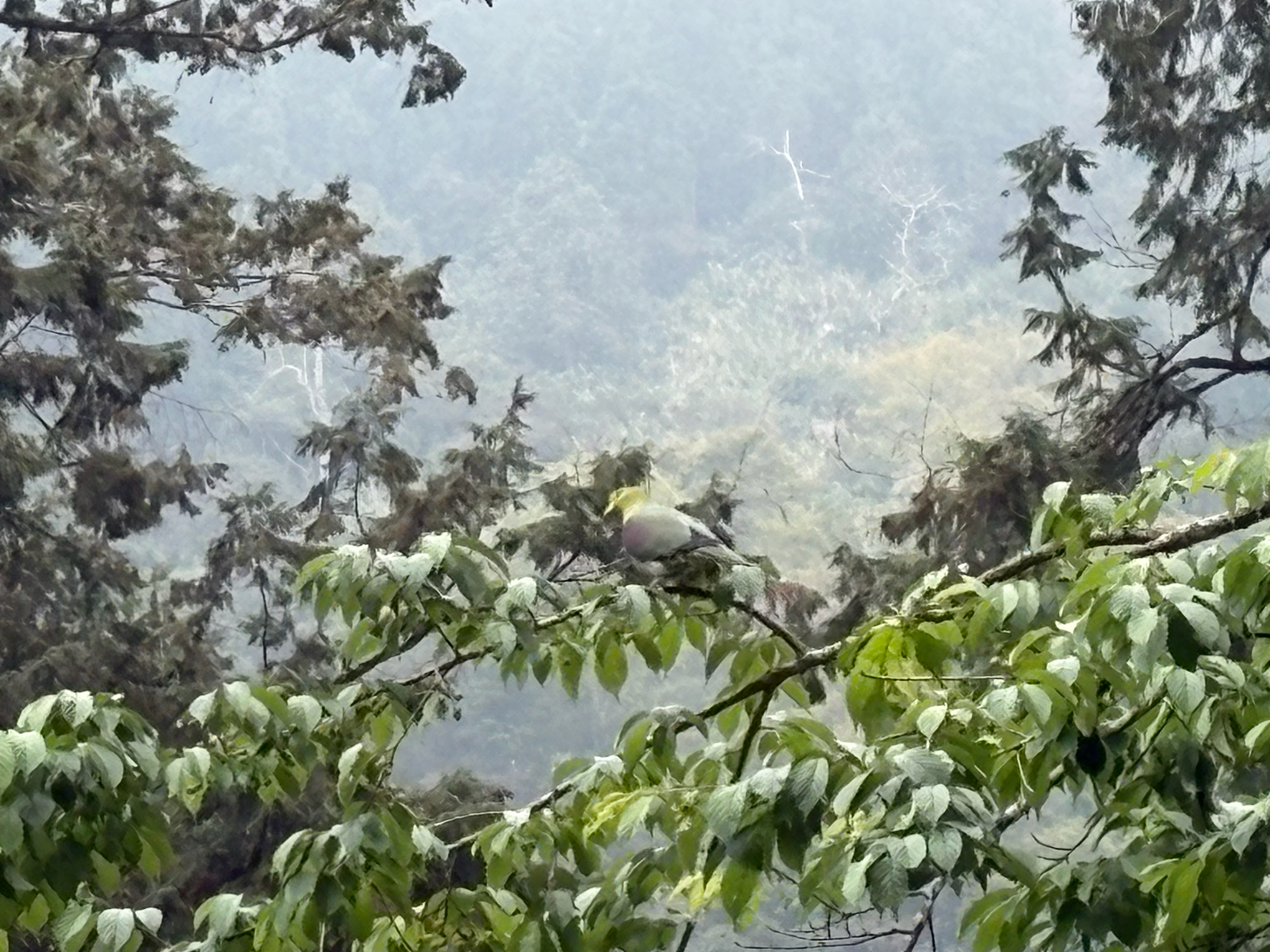 White-bellied Green Pigeon (Treron sieboldii), photo 2