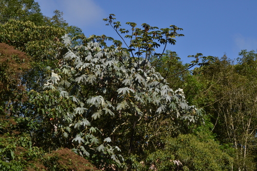 Cecropia telealba (Cecropia telealba)