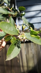 Osmanthus