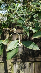 Osmanthus