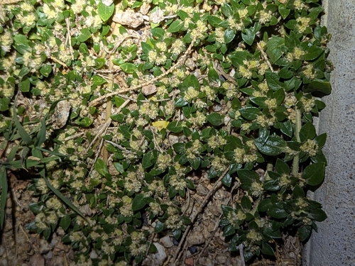 small matweed