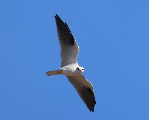 Black-shouldered Kite