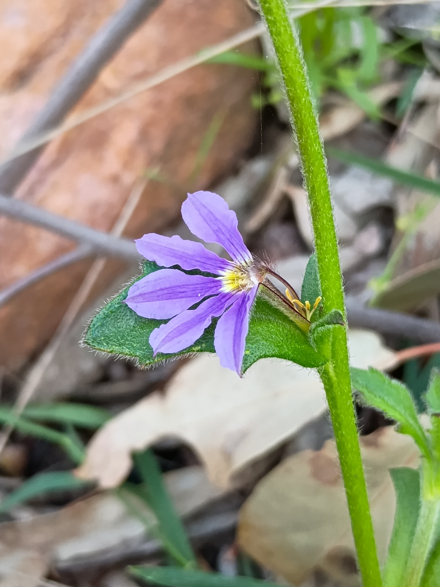 Scaevola Aemula (Scaevola aemula)