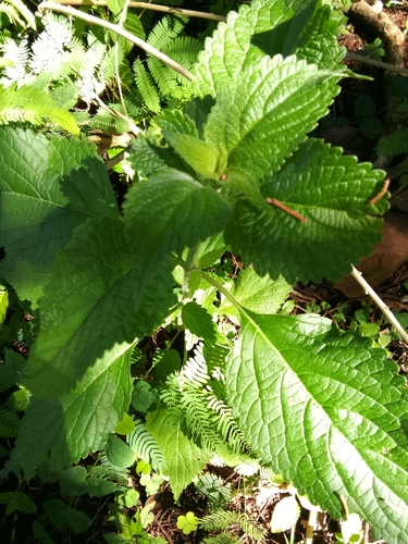 lion's ear