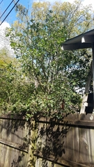 Osmanthus