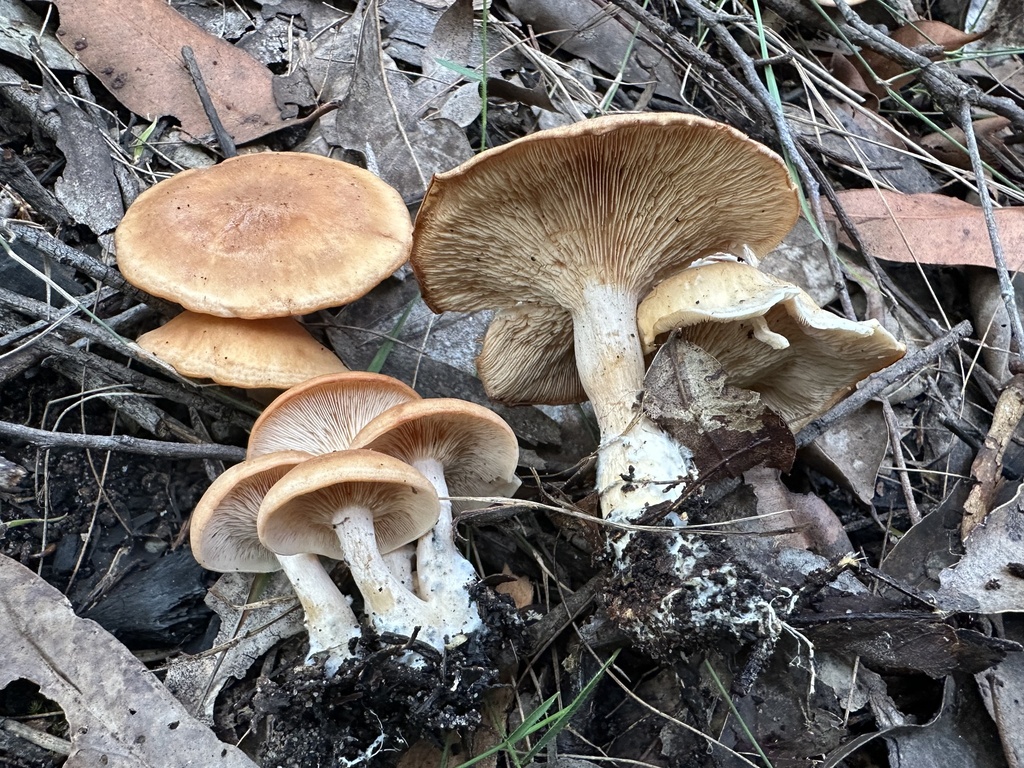 Rhodocybe lateritia · March 2026 · photo: © prossington (iNaturalist, cc-by)
