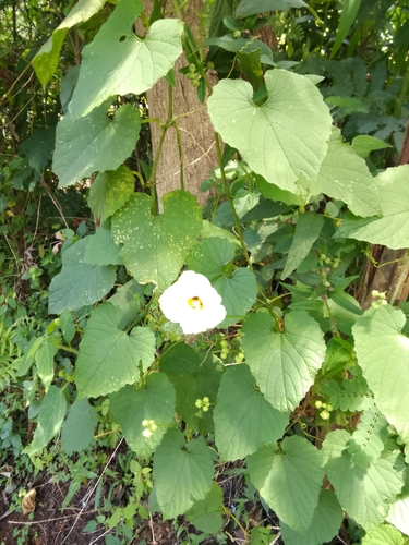 Momordica foetida