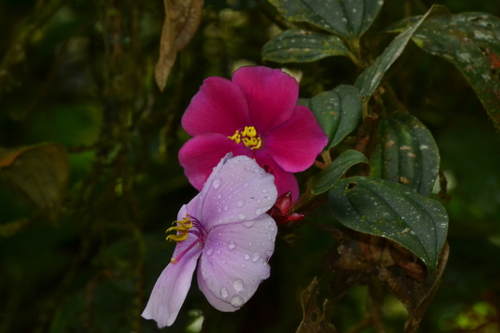 alstonville (Andesanthus lepidotus)