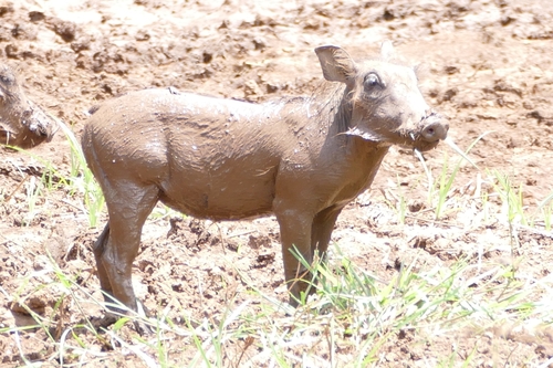 Common warthog