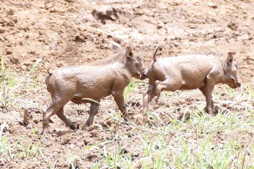 Common warthog