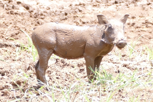 Common warthog