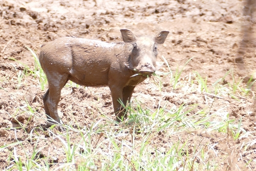 Common warthog