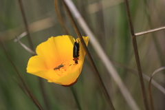 Lytta crotchii